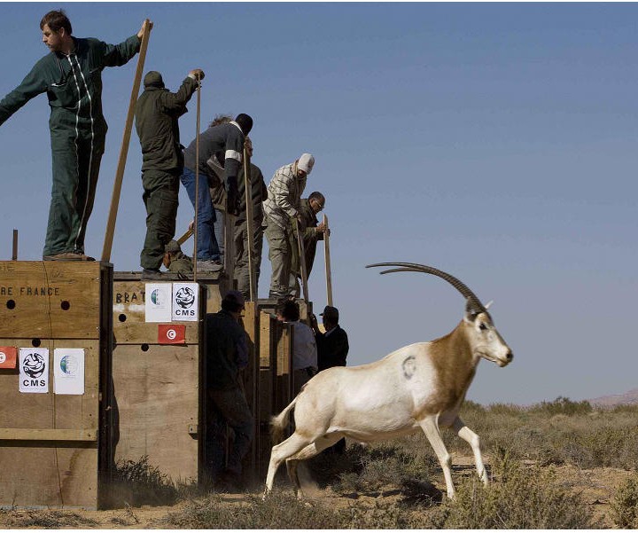 Les antilopes en Tunisie