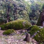 Le parc national El Feija الحديقة الوطنية بالفايجة