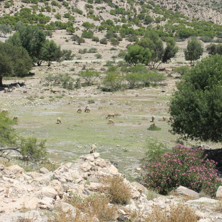 Ain Djeloula